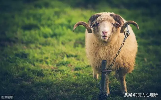 羊与鸡属相合不合，鸡和羊的属相合不合财