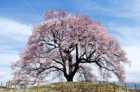 郑博士每周运势提前报，李居明2022年生肖运程