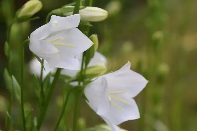 022年属羊的桃花劫是谁，12生肖桃花劫岁数图片"