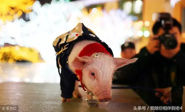 今年属兔的幸运颜色是什么颜色，今年属狗的幸运颜色是什么色