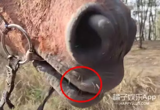 女蛇男马在一起好不好，蛇虎真的不能在一起