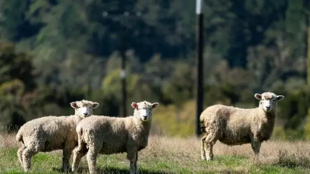 1年羊2022年每月运势，91年羊2022年运势如何男"