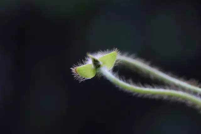 属蛇人最苦命的出生月份，属蛇忌讳的出生时辰