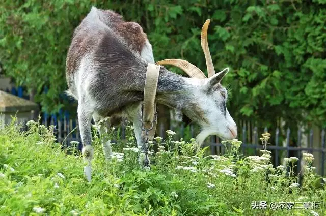 属羊人命不好的说法，属羊不好吗有什么说法