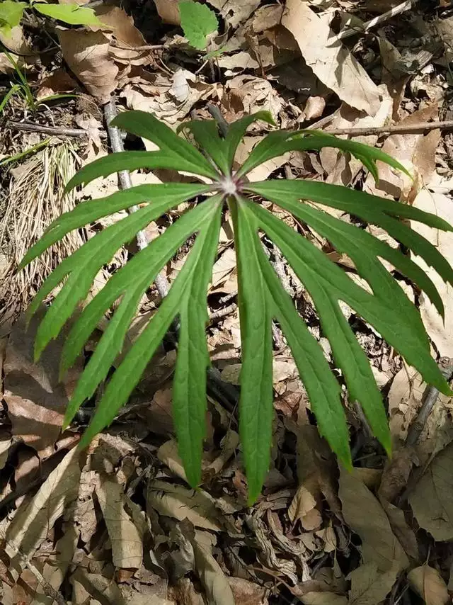 属蛇幸运石水晶，招财水晶有哪些