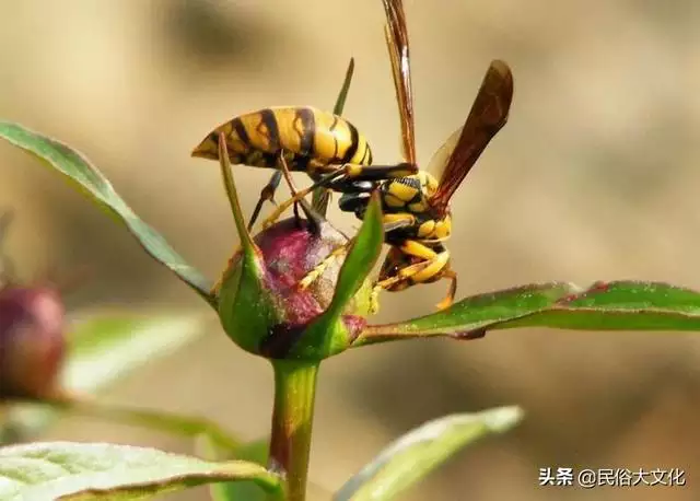 八月份的蛇在干嘛，8月蛇的命运怎么样