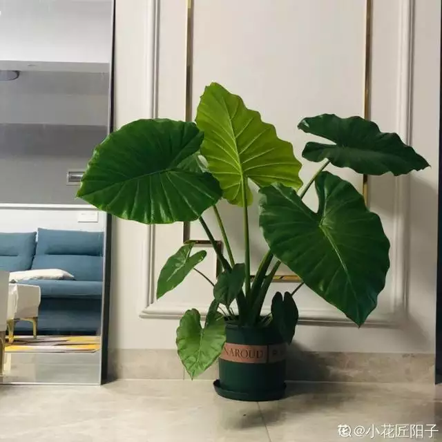 属蛇人卧室不要放什么，貔貅吃属蛇人