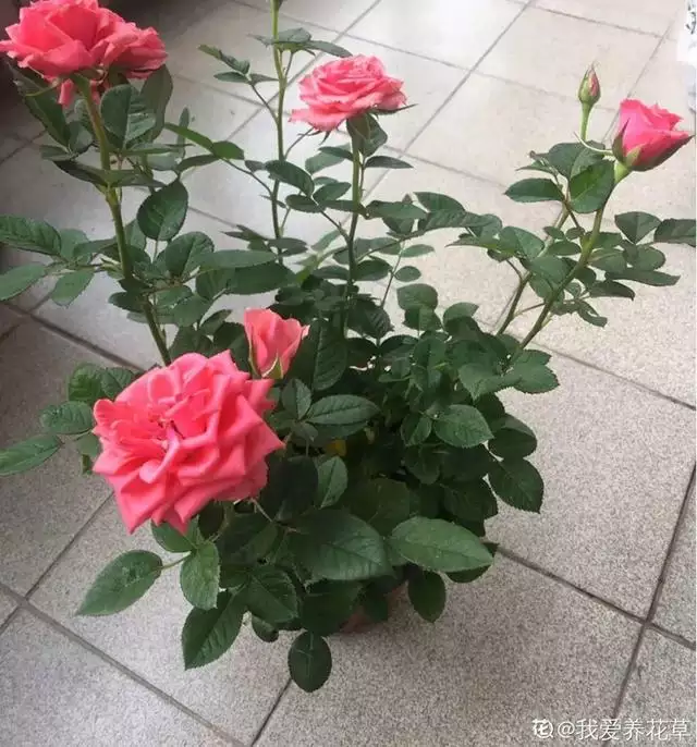 属蛇人卧室不要放什么，貔貅吃属蛇人