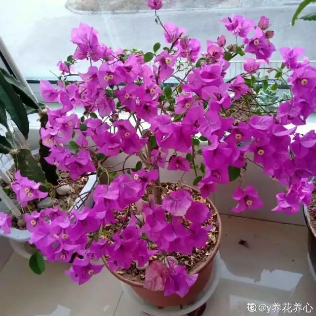 属蛇人卧室不要放什么，貔貅吃属蛇人