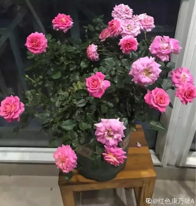 属蛇人卧室不要放什么，貔貅吃属蛇人