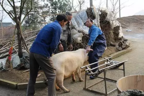 属蛇最忌讳什么东西，属蛇纹龙有忌讳和讲究