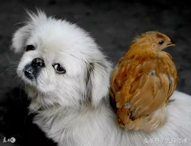 鸡和狗在一起对谁不利，鸡和狗真的不能结婚吗