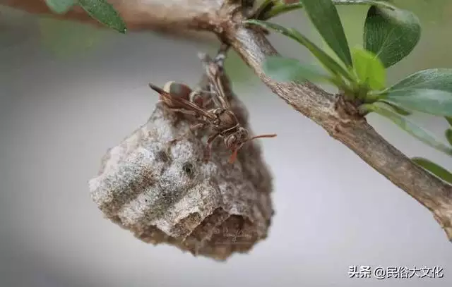 属蛇忌讳几月出生，属蛇几月份好