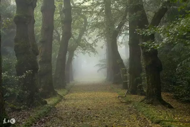 属龙的大林木命好不好，88年属龙一生三劫