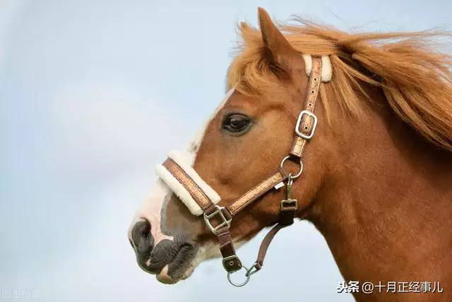 生肖表十二顺序年龄，十二生肖年龄对照表