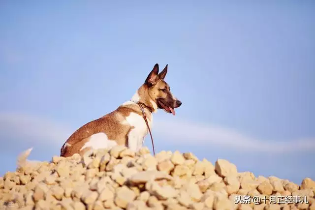 生肖表十二顺序年龄，十二生肖年龄对照表