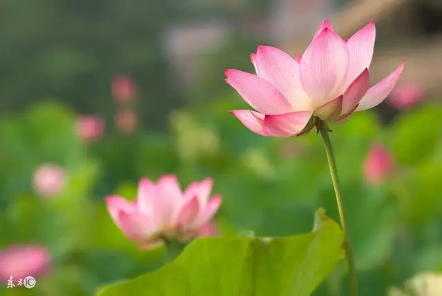 属虎的人和属狗的合不合，女属虎男属狗相配吗