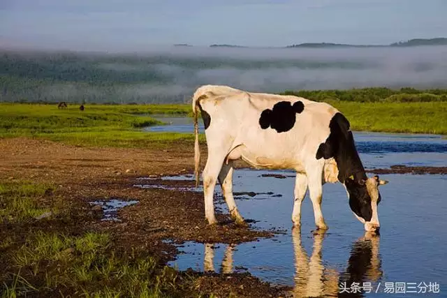 属牛的女孩子什么时辰出生好，属牛最命苦的时辰