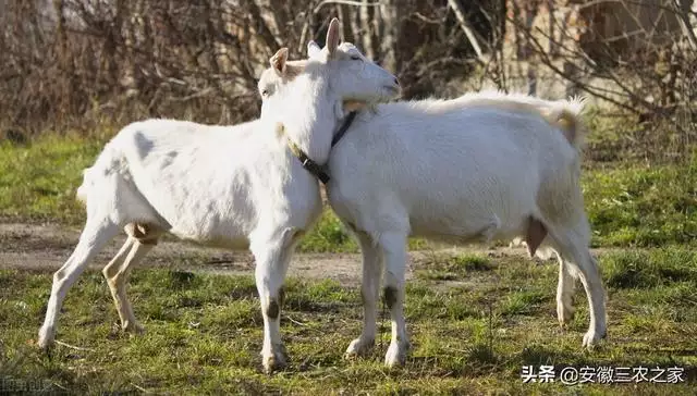 羊和羊能配吗好不好，属羊跟属羊的婚姻怎么样