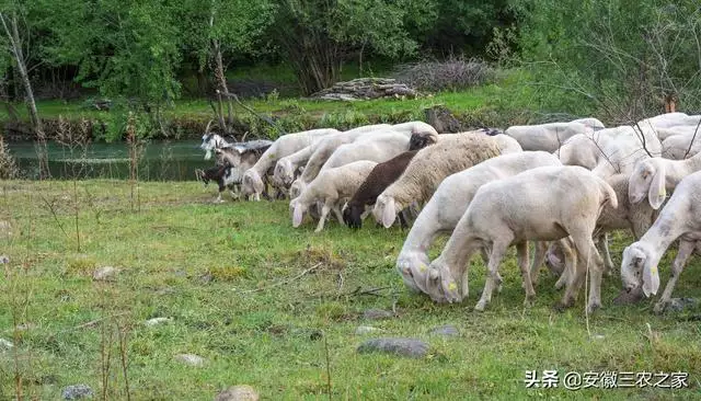 羊和羊能配吗好不好，属羊跟属羊的婚姻怎么样