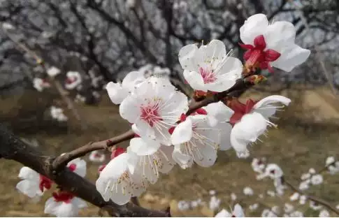 农历十月出生的龙是什么龙，1988年10月生是什么命