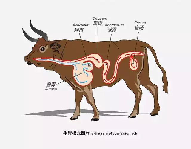 为什么蛇最配的是牛，蛇男牛女谁爱谁多