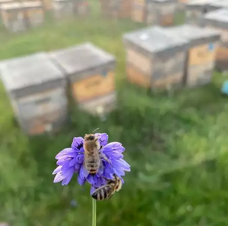 什么时间喝蜂蜜水能减肥，喝蜂蜜水的10大禁忌