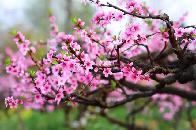 八字算桃花运何时出现，八字正缘桃花查询免费