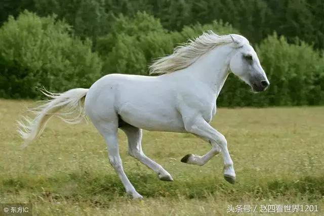 虎和龙的属相合不合财，属狗和属龙的合财吗