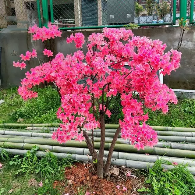 农历越老越有钱花越命好，农历吉日出生的女生有钱