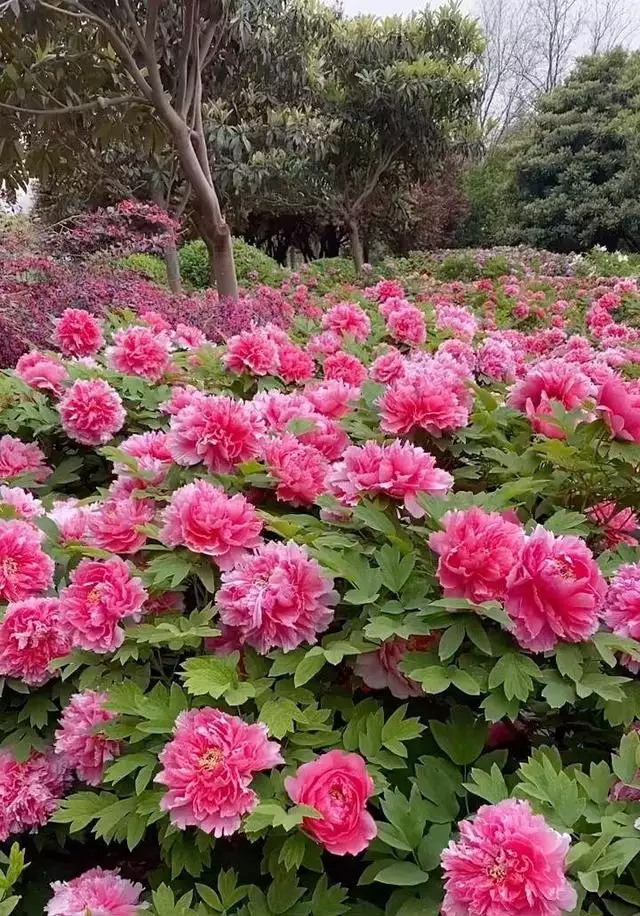 农历越老越有钱花越命好，农历吉日出生的女生有钱