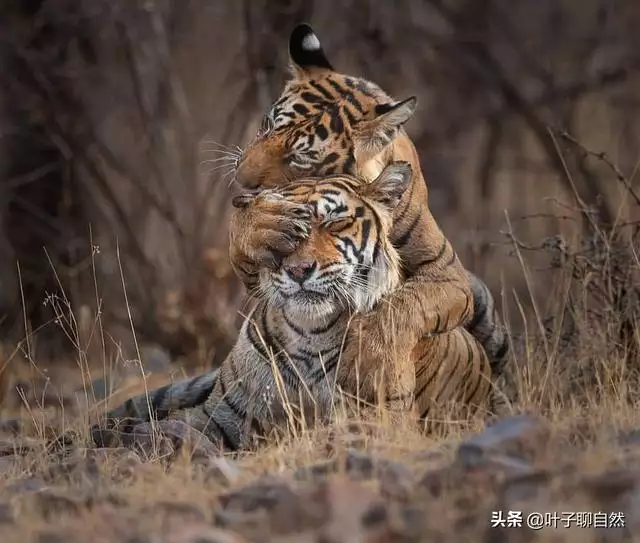 虎配蛇结婚好不好，化解相克最简单的办法