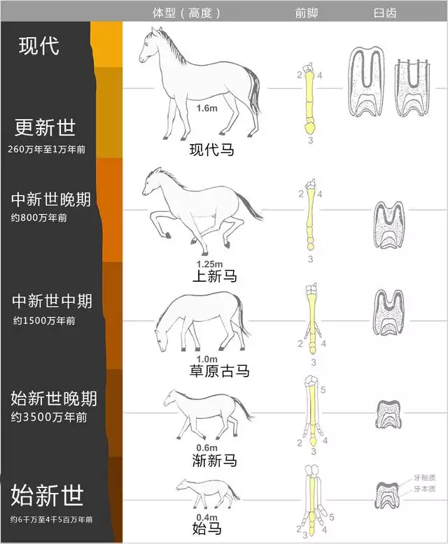 驴与骡怎样分别，女性人类动物马和人