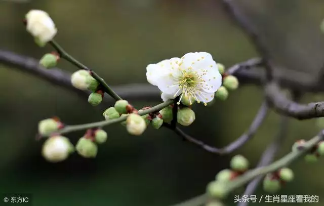 龙年五月生人命运，76属龙女人婚姻命运