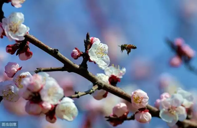 八字测2022年桃花运，袁天罡称骨法