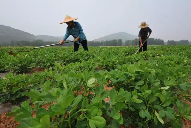 024龙是百年难遇吗，2024年龙年不宜生子的属相"