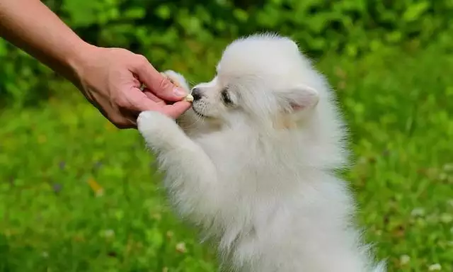 狗的年龄怎么算的，萨摩耶狗的年龄怎么算