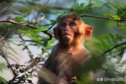 婚后最容易出轨的生肖男，婚后出轨更高的生肖男