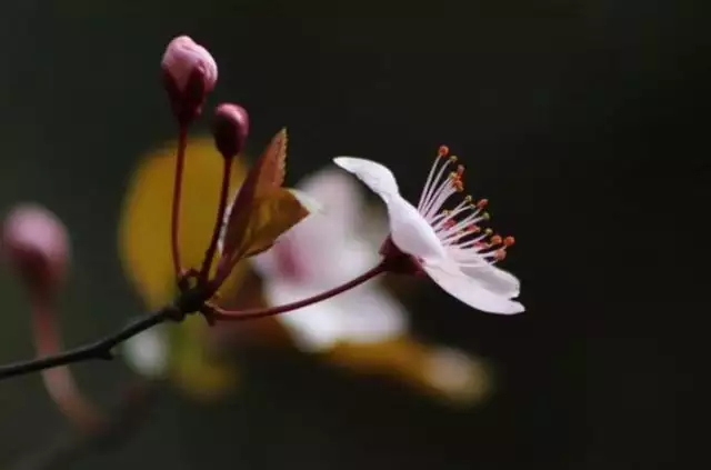 属虎的最怕的三个生肖男，男虎与什么属相相配