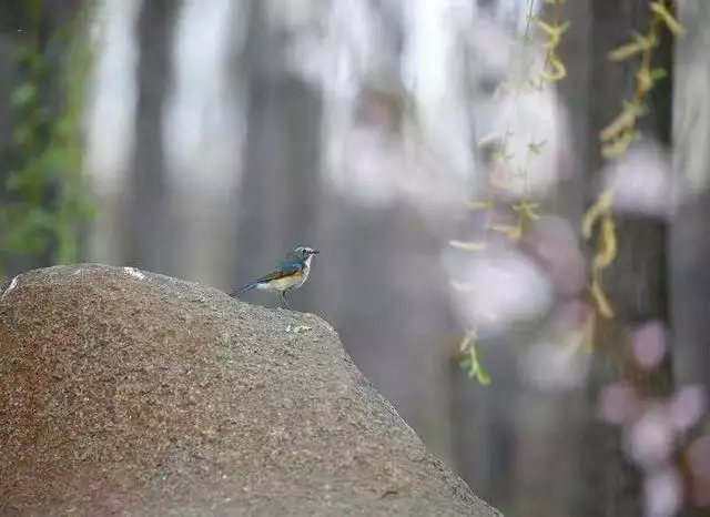 夫妻两个都属猴好吗，两个人都属猴结婚好吗