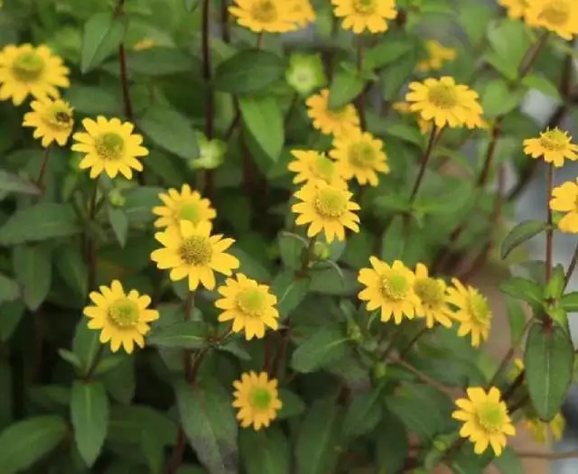 属虎的适合养什么植物，属虎种什么植物