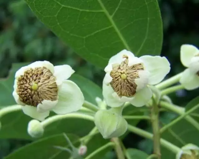 属虎的适合养什么植物，属虎种什么植物