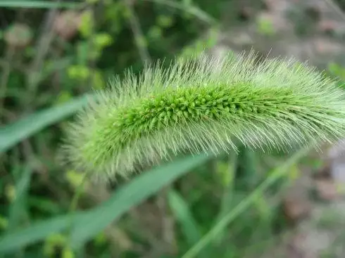 属虎的适合养什么植物，属虎种什么植物