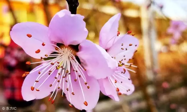 022年属虎的旺月和犯月，属虎的几月出生更好命"