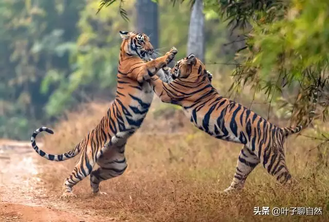 虎和蛇婚姻相配吗，虎和猴相配婚姻如何