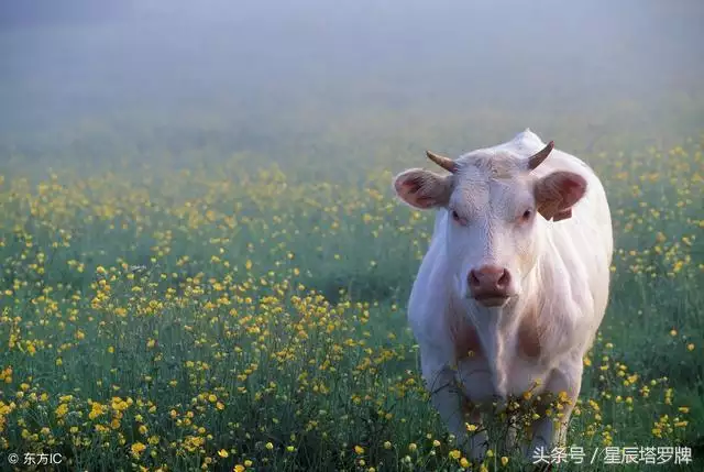 牛年女宝宝出生吉日，预产期计算器计算