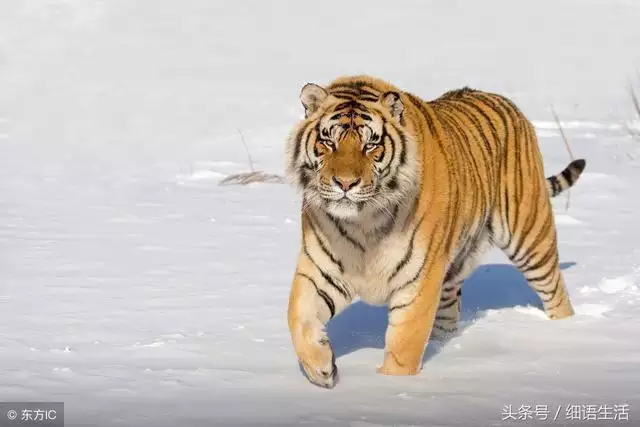 女虎男蛇合适吗，几月份的蛇可以跟虎配