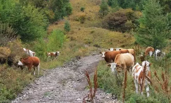 八月蛇的命运如何，龙害兔还是兔害龙