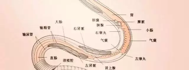 八月蛇的命运如何，龙害兔还是兔害龙