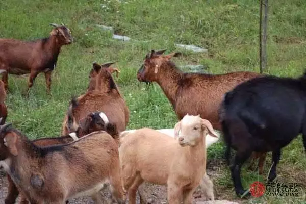 属猴的今年婚姻状况，中国婚姻状况调查